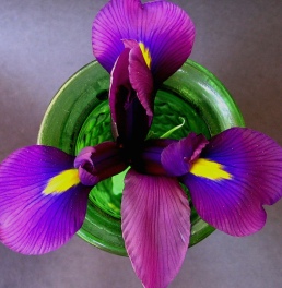 iris-flower-1